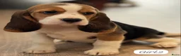 Beagle dogs for sale: ** Full pedigree beautiful beagles ** - Advert 2