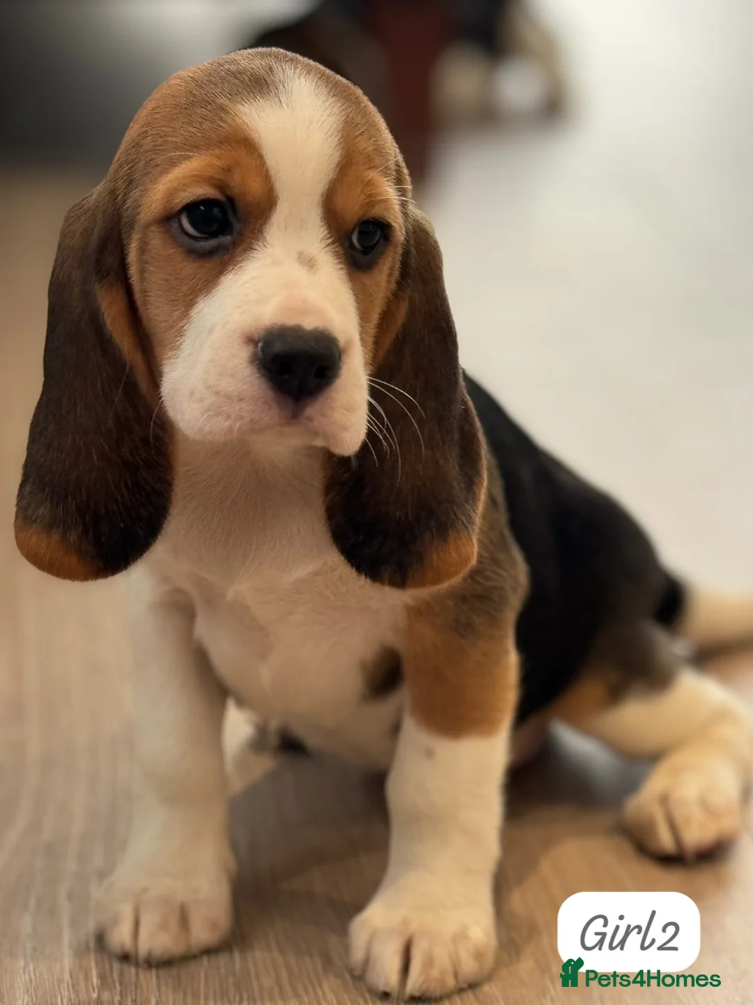 Beagle dogs for sale: ** Full pedigree beautiful beagles ** - Advert 2