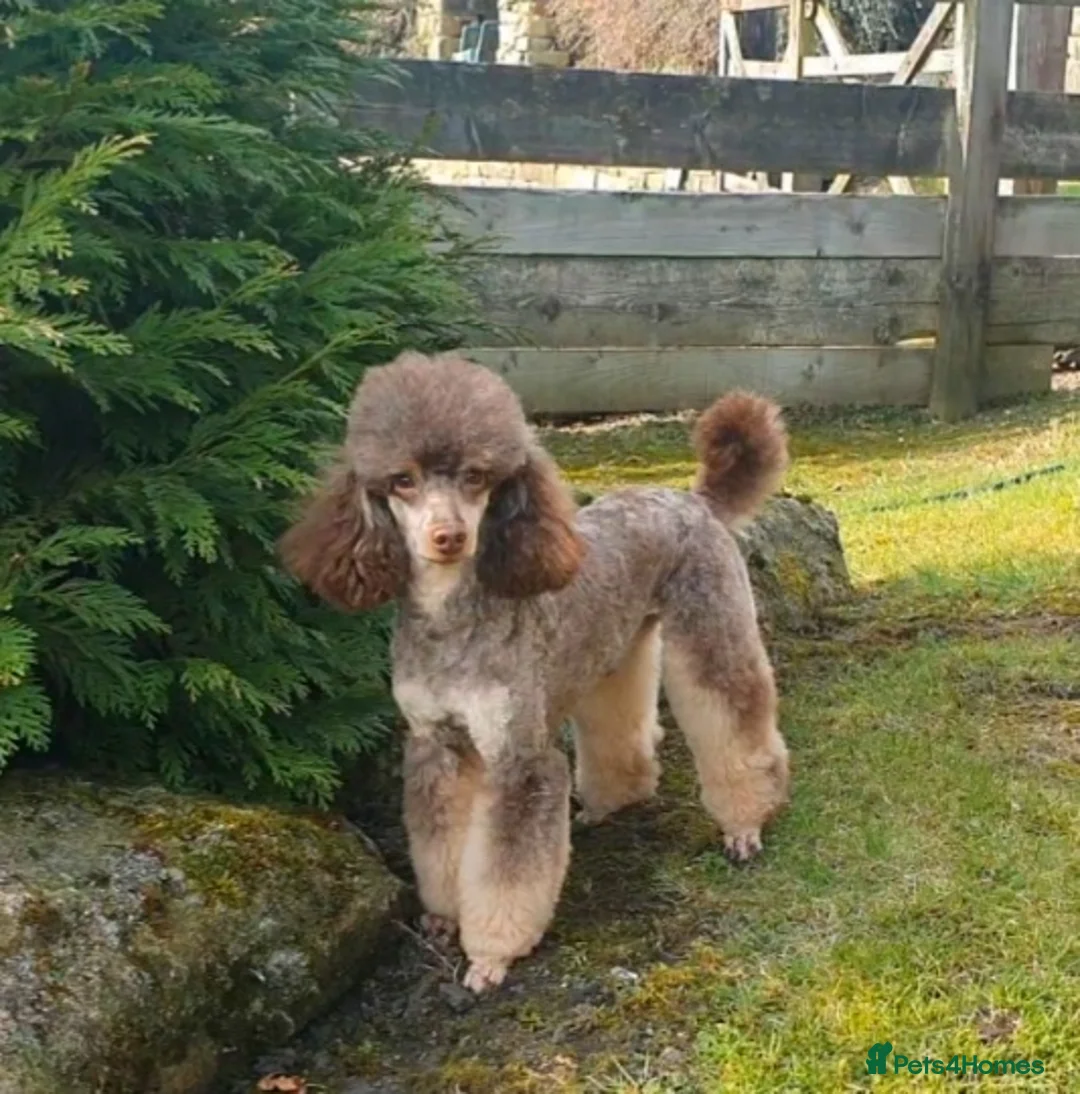 Poodle dogs for stud: HEALTH TESTED CHOCOLATE PHANTOM POODLE STUD in Todmorden - Advert 10