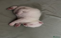 British Shorthair cats for sale: British Shorthair Kittens - Image 1