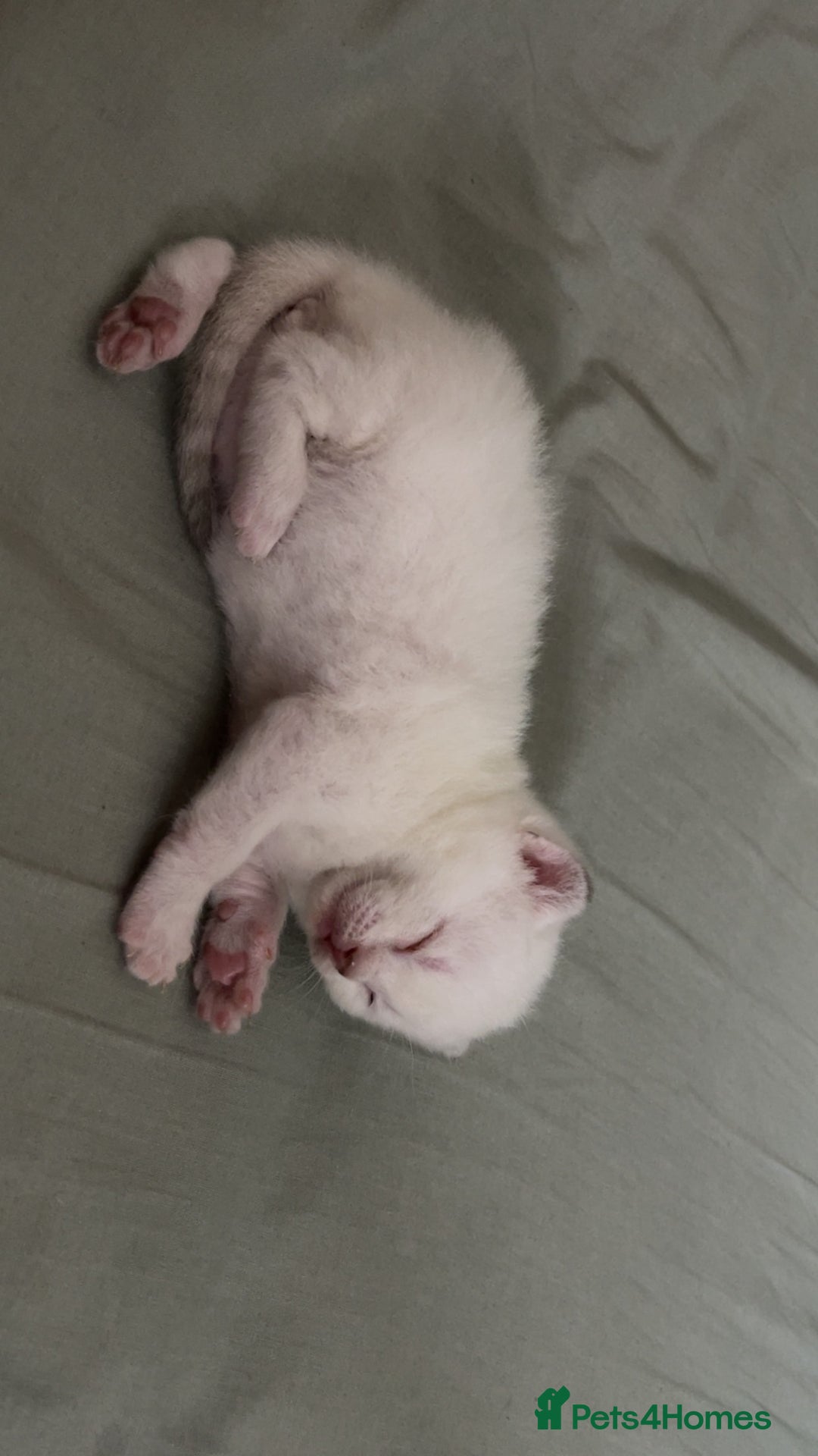 British Shorthair cats for sale: British Shorthair Kittens - Image 1