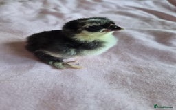 Chickens poultry for sale: Chicks week old  - Image 2