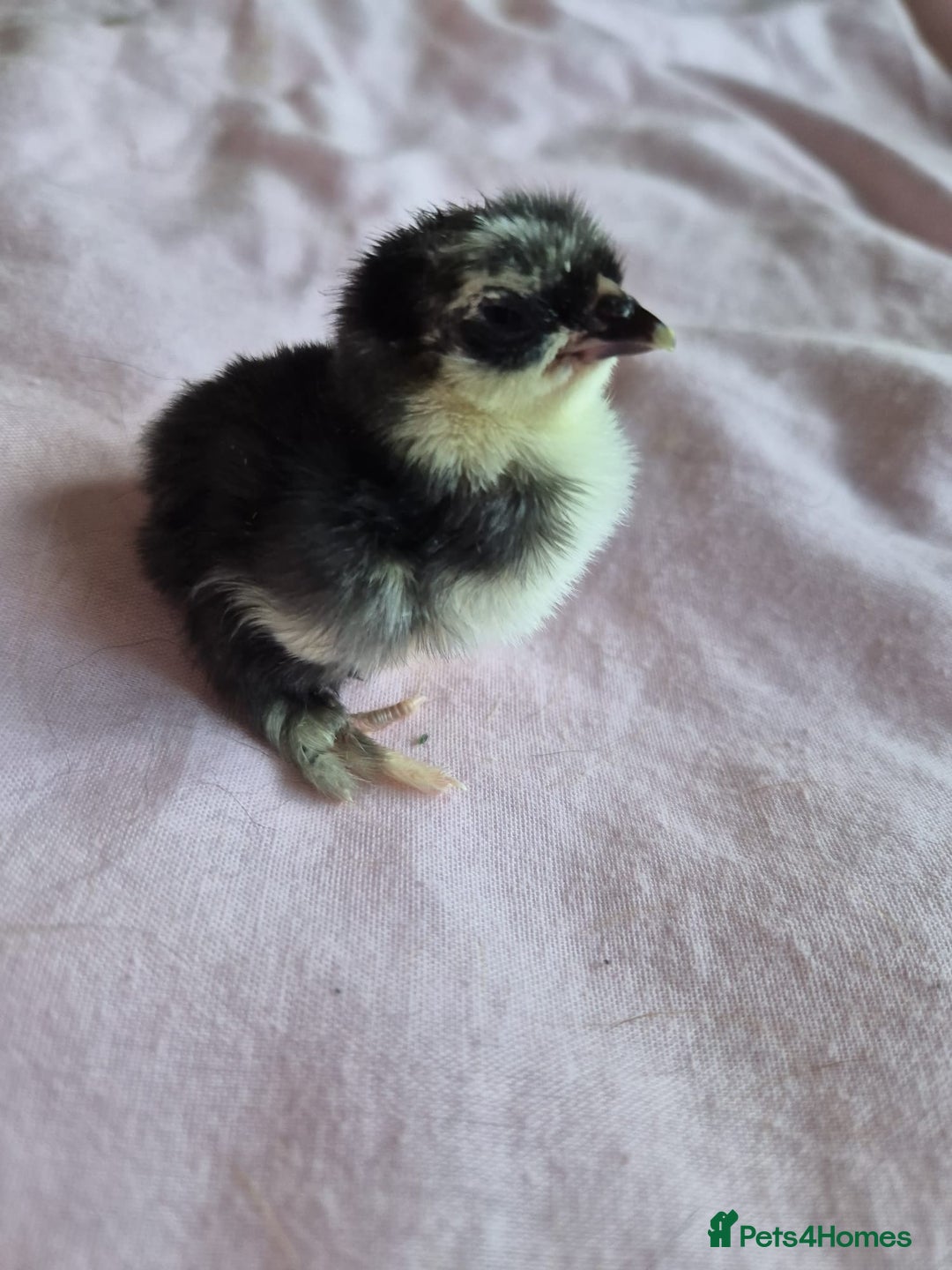Chickens poultry for sale: Chicks week old  - Image 2