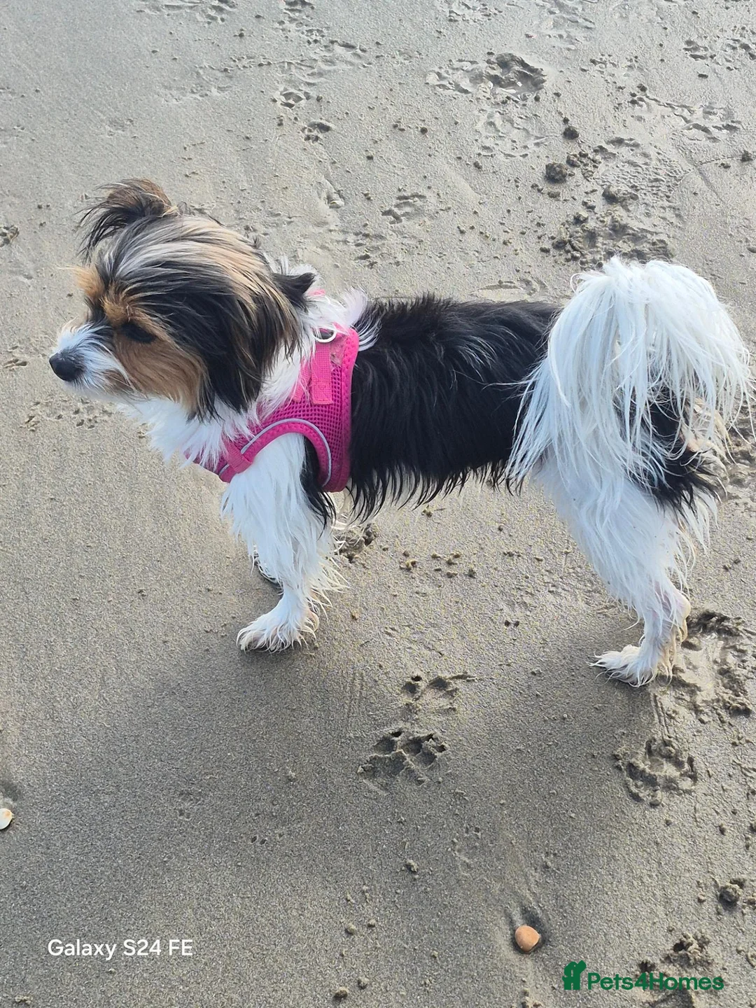 Yorkshire Terrier dogs for sale: 5 adorable 5 week old Yorkshire terriers - Advert 18