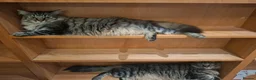 Mixed Breed cats for sale: Beautiful & friendly Ragdoll/Maine Coon siblings - Advert 10