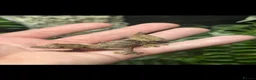 Gecko reptiles for sale: Pair of Satanic Leaf Tailed Geckos - Advert 1