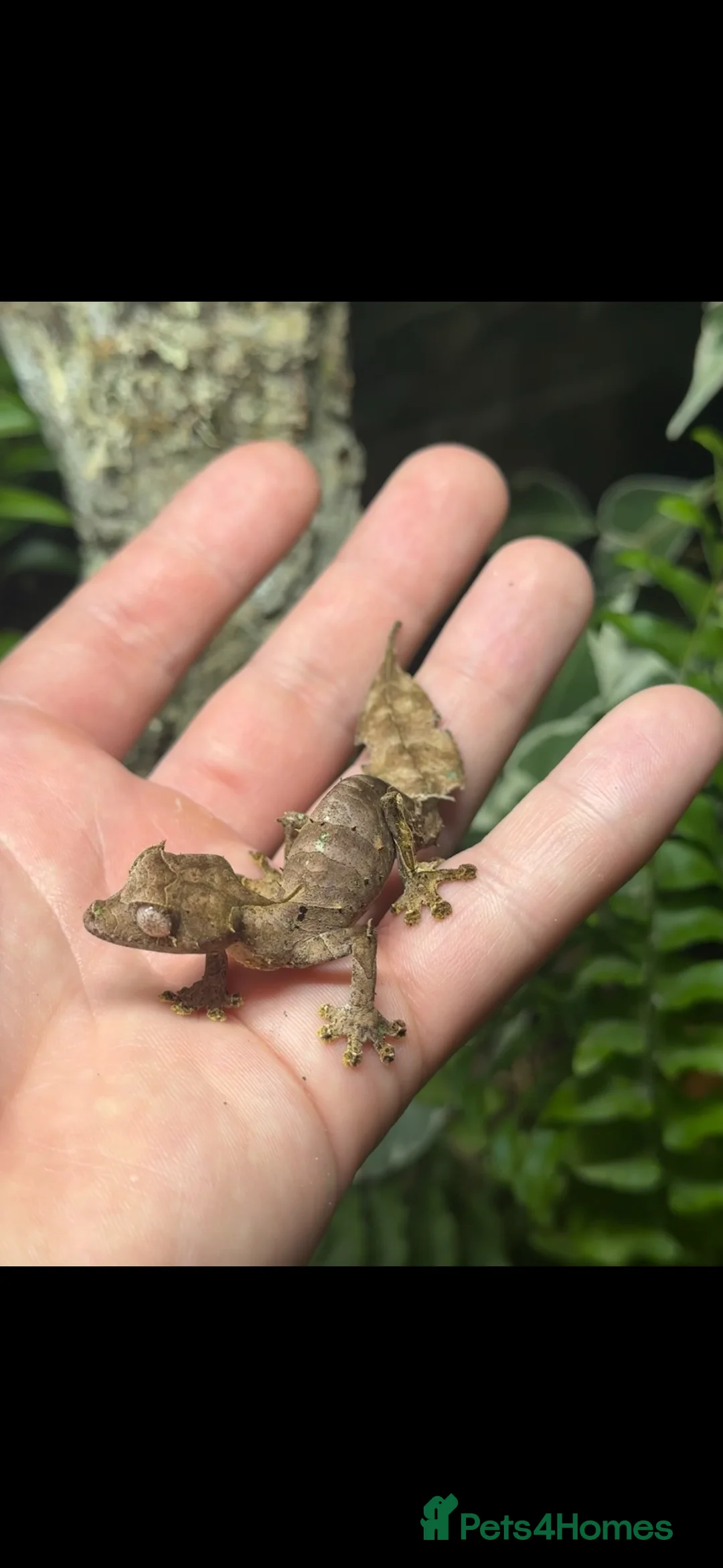 Gecko reptiles for sale: Pair of Satanic Leaf Tailed Geckos - Advert 1