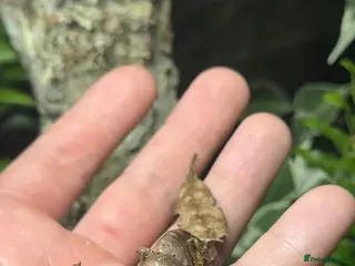 Gecko reptiles for sale: Pair of Satanic Leaf Tailed Geckos - Advert 2