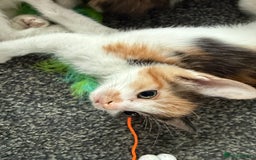 Mixed Breed cats for sale: Kittens for sale - Image 11