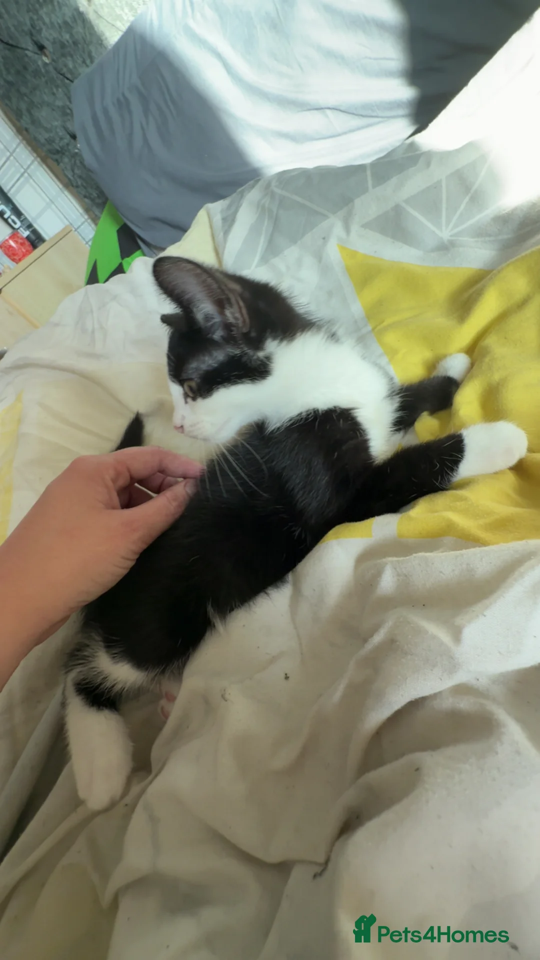 Mixed Breed cats for sale: 5 beautiful kittens looking for there forever home - Advert 2