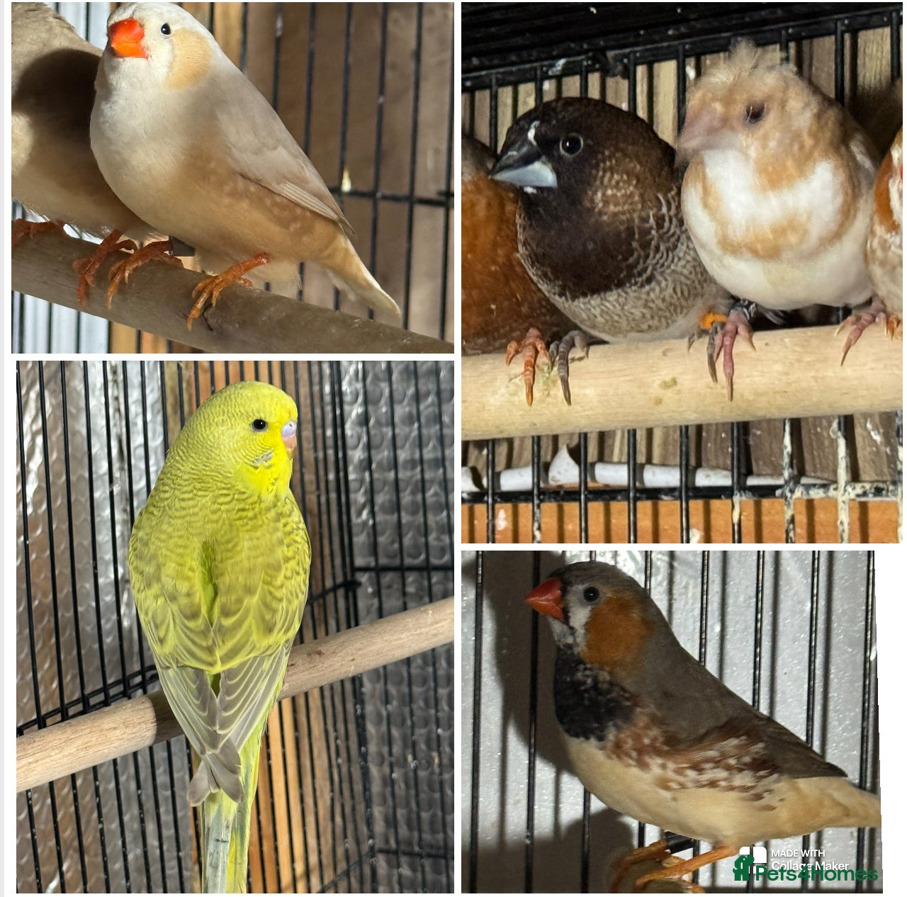 Finches birds Zebra Finches - Advert 22