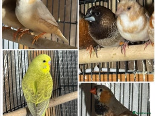 Finches birds Zebra Finches - Advert 22