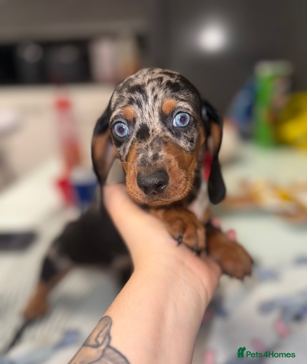 Dachshund dogs for sale: Dachshund pups - Advert 2
