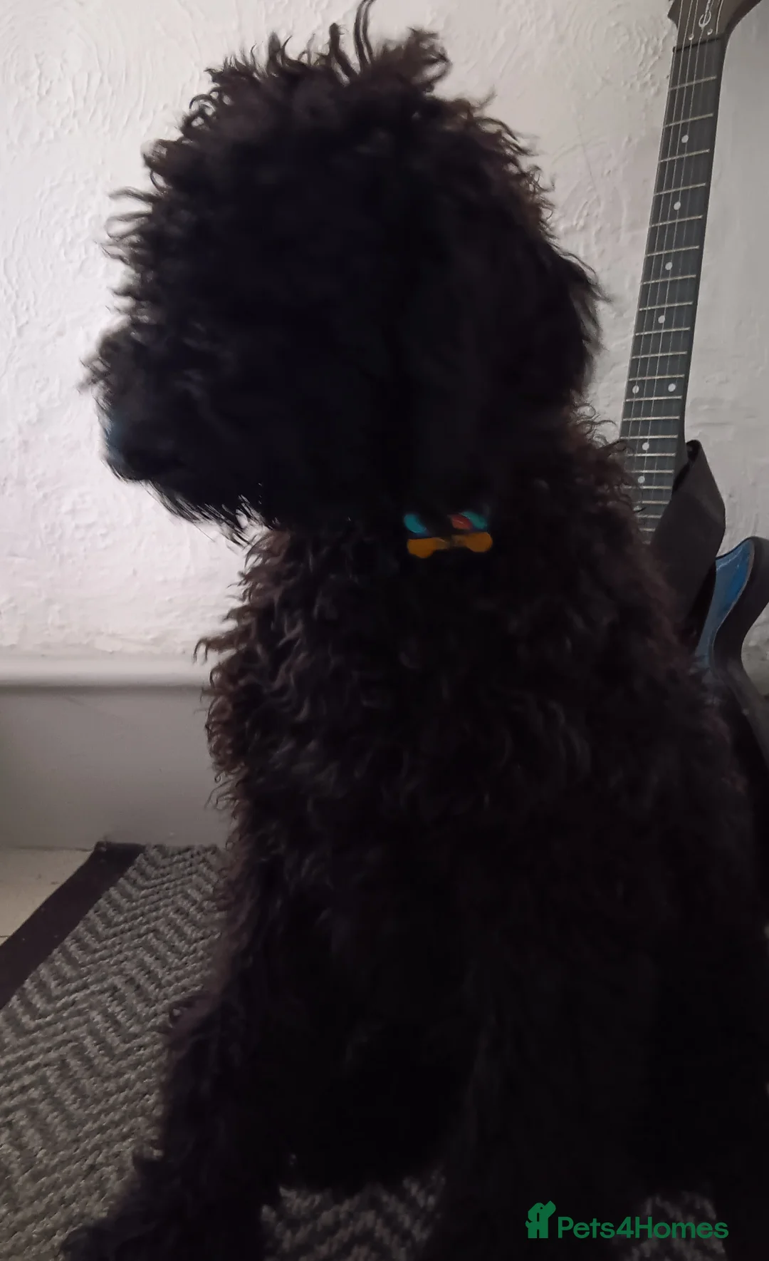 Standard Poodle dogs for sale: Benson, 13 months, with a Unicorn Obsession! - Advert 2