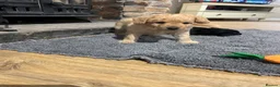 Labradoodle dogs for sale: F1 labradoodle pups by health tested parents - Advert 16