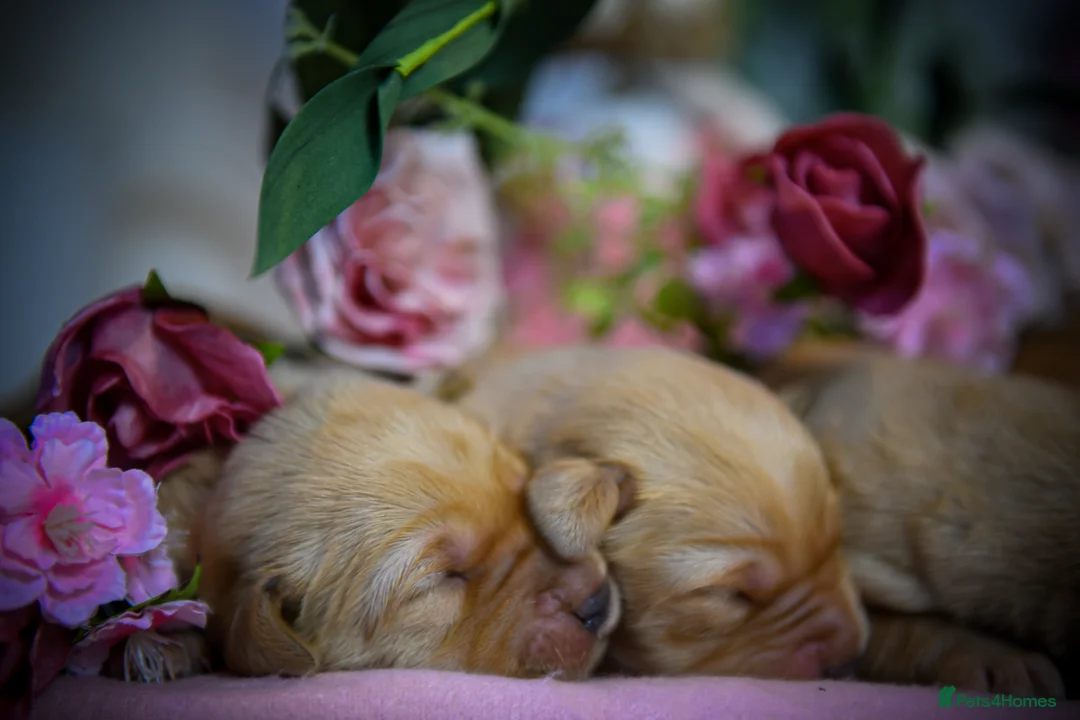 Goldador dogs for sale: Beautiful Red Goldador Puppys DNA Clear - Advert 13