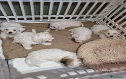 Zuchon dogs for sale: Bichon Frise puppy for sale  - Image 2
