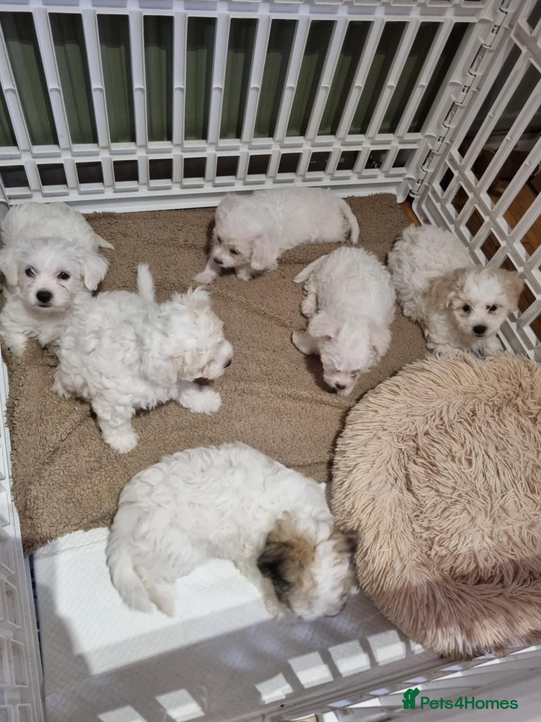 Zuchon dogs for sale: Bichon Frise puppy for sale  - Image 2