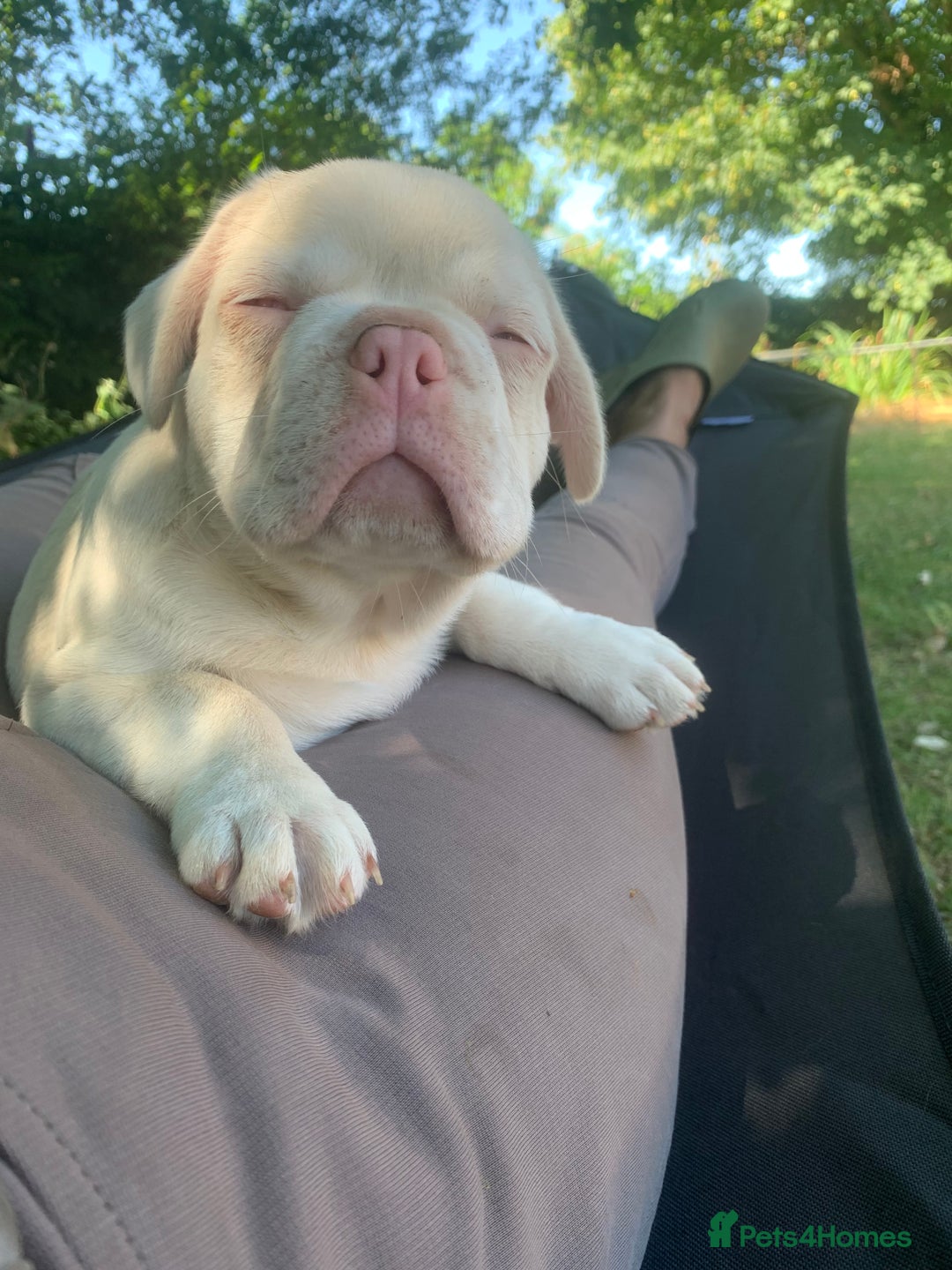 Mixed Breed dogs for sale: Bested boy that ever was Rare Pink Minibull boy  - Image 5