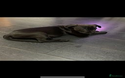 Mixed Breed dogs for sale: Cane corso x mail pups available.  - Advert 3