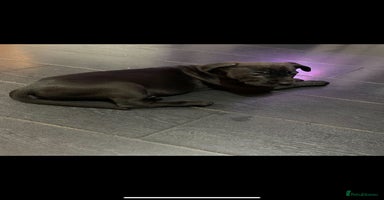 Mixed Breed dogs Cane corso x mail pups available.  - Advert 6