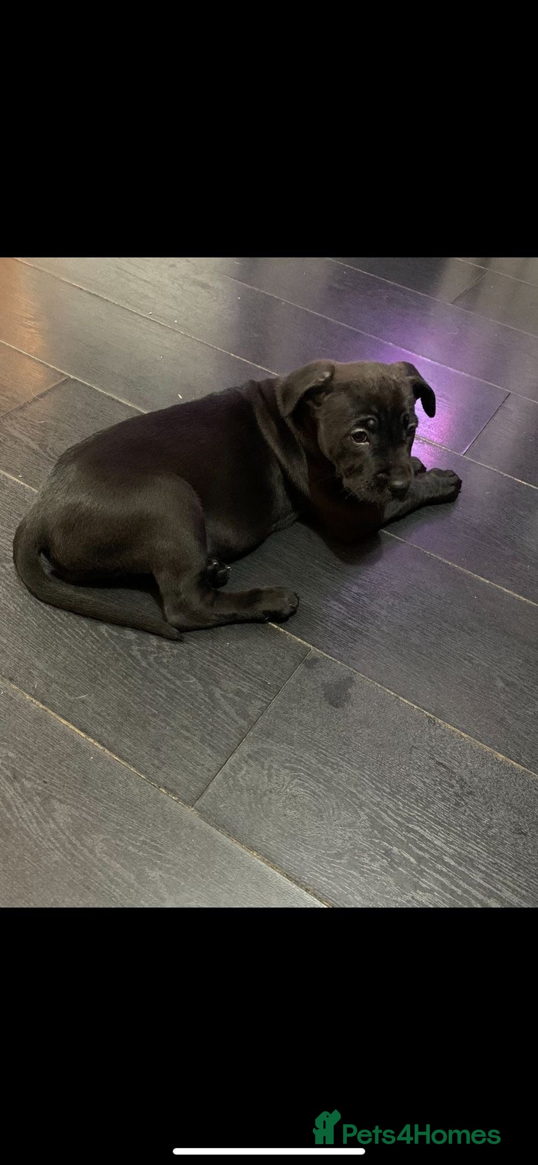 Mixed Breed dogs for sale: Cane corso x mail pups available.  - Advert 3