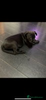 Mixed Breed dogs Cane corso x mail pups available. - Advert 10
