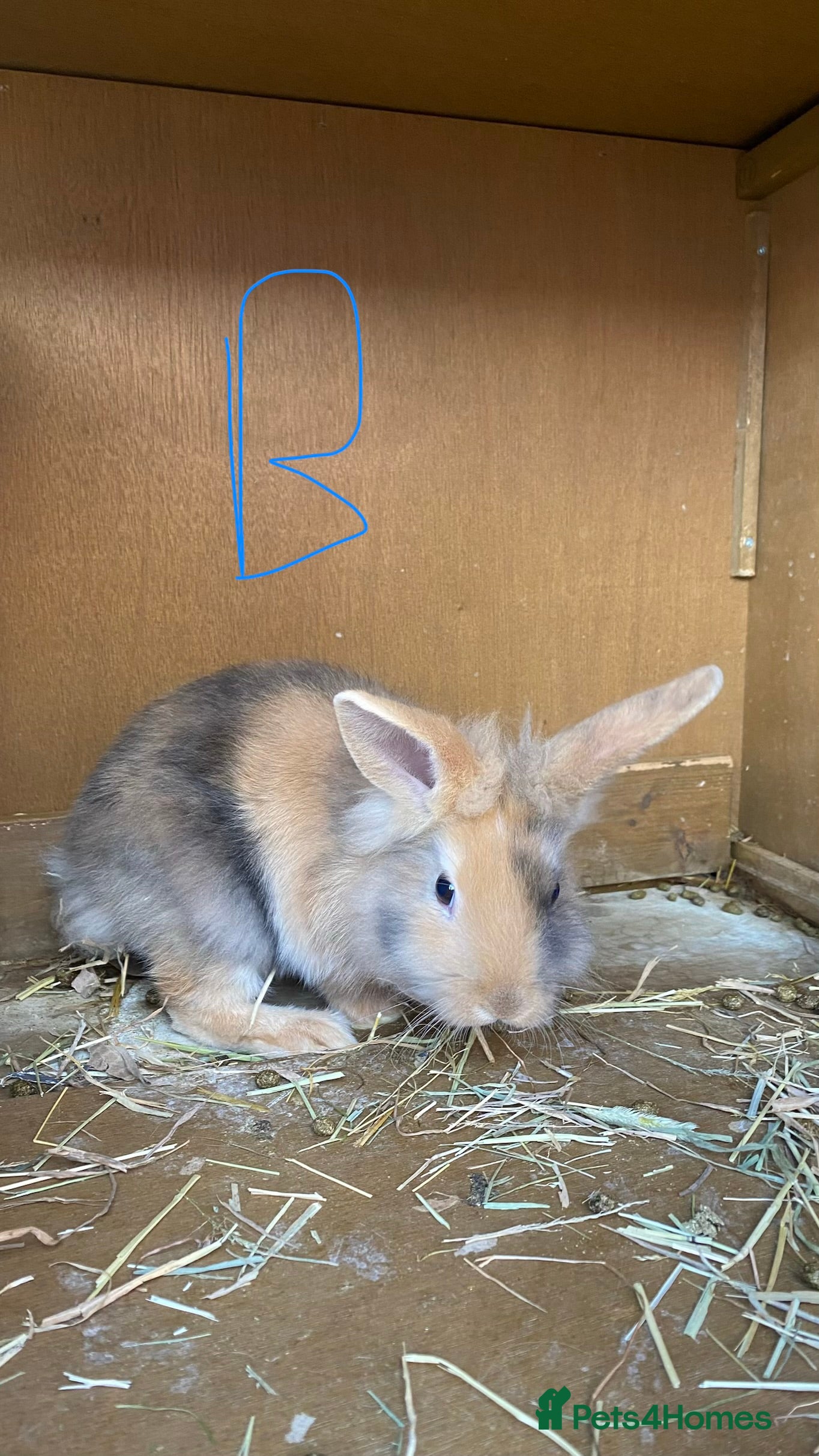 Mixed Breed rabbits 6 Bunnies for sale  - Advert 19
