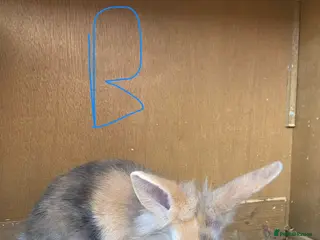 Mixed Breed rabbits 6 Bunnies for sale - Advert 19