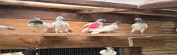Pigeons birds for sale: Pakistani high flyers for sale  - Advert 8