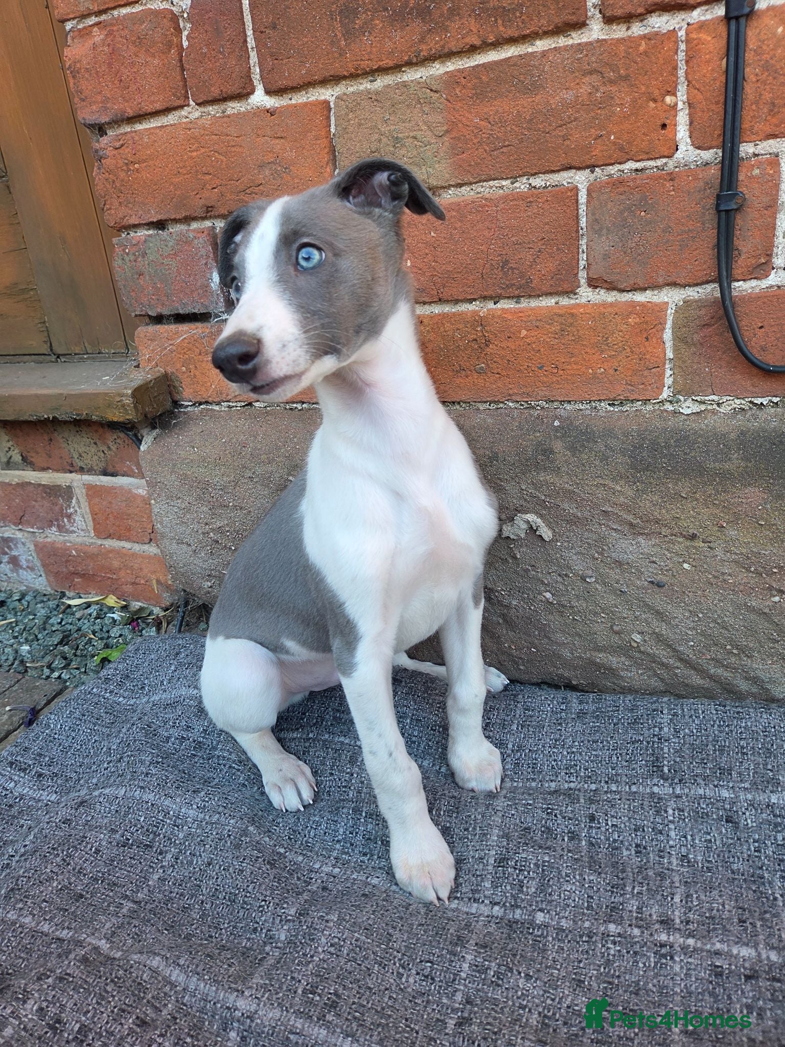 Whippet dogs Ready now* KC Whippet Puppies - Advert 4