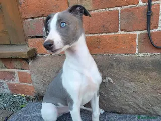 Whippet dogs Ready now* KC Whippet Puppies - Advert 4