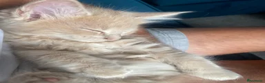 Maine Coon 1