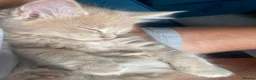 Maine Coon cats for sale: Gccf pedigree Maine coon kittens  - Advert 7