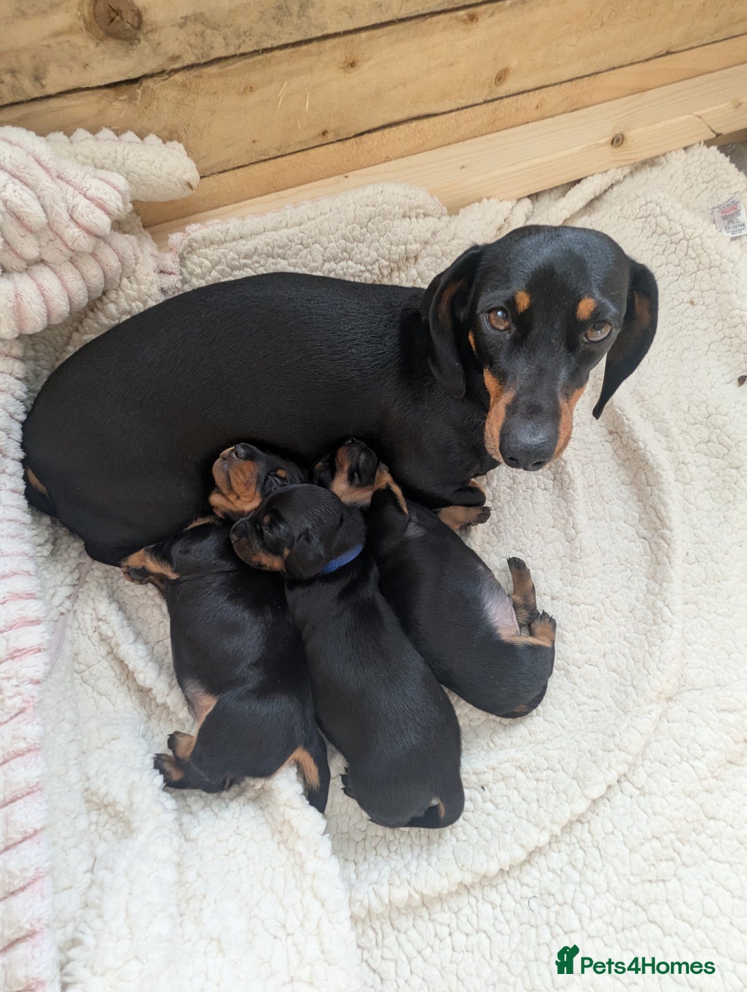 Miniature Dachshund dogs for sale: Miniature Dachshund Puppies   in Pontefract - Image 17