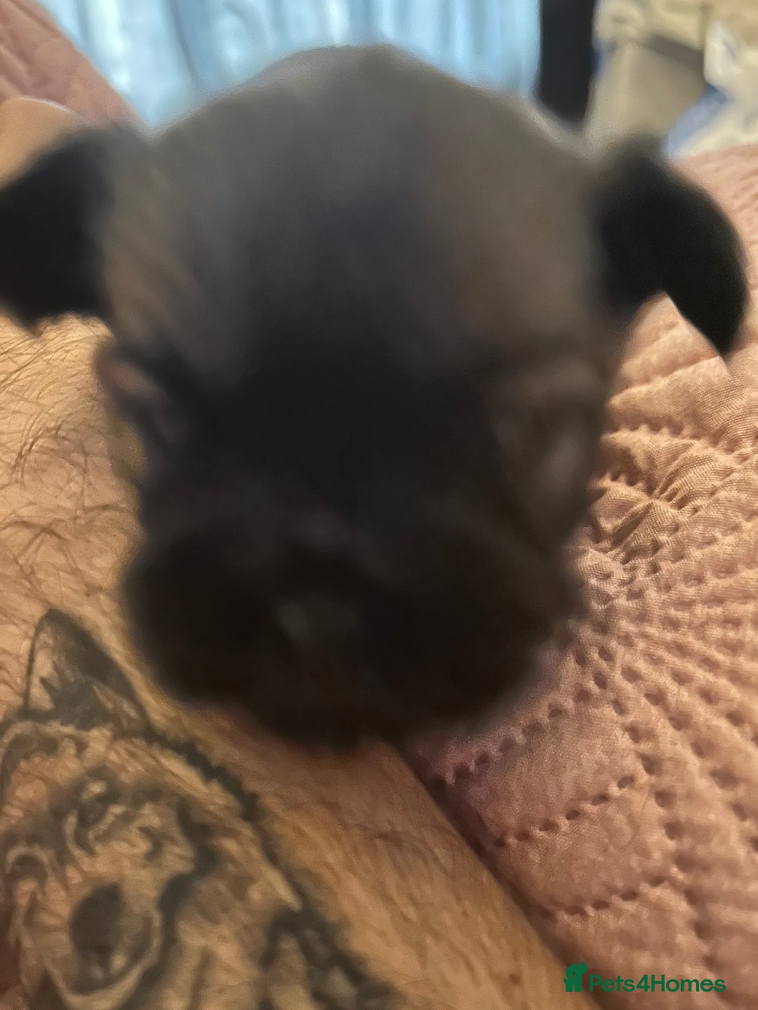 Shih Tzu dogs for sale: Price reduced too £550 One dark brown male shihtzu - Advert 5