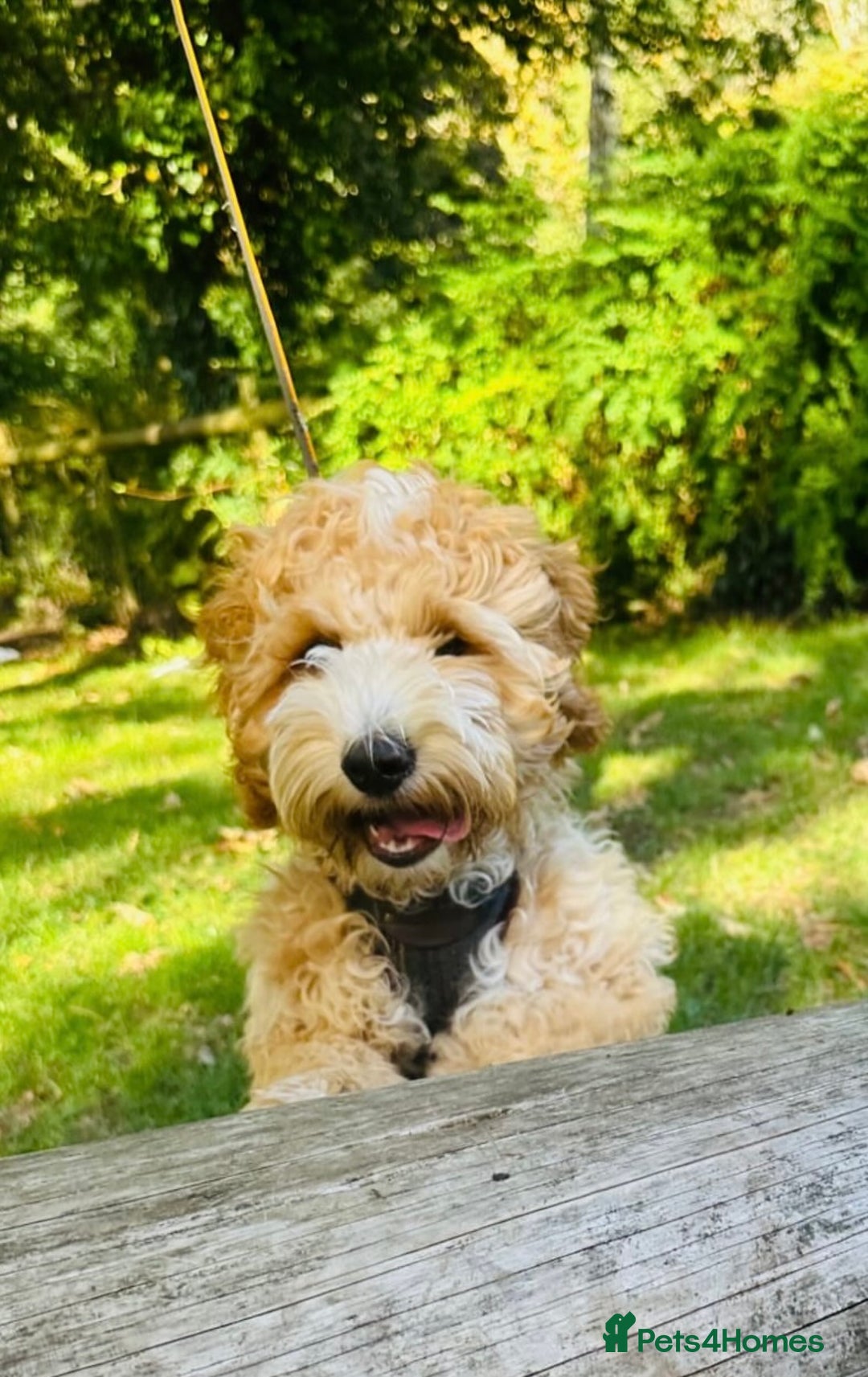 Cockapoo dogs for sale: Ralphie  - Advert 3