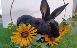 English rabbits for sale: Vaccinated purebred baby English rabbits - Image 15