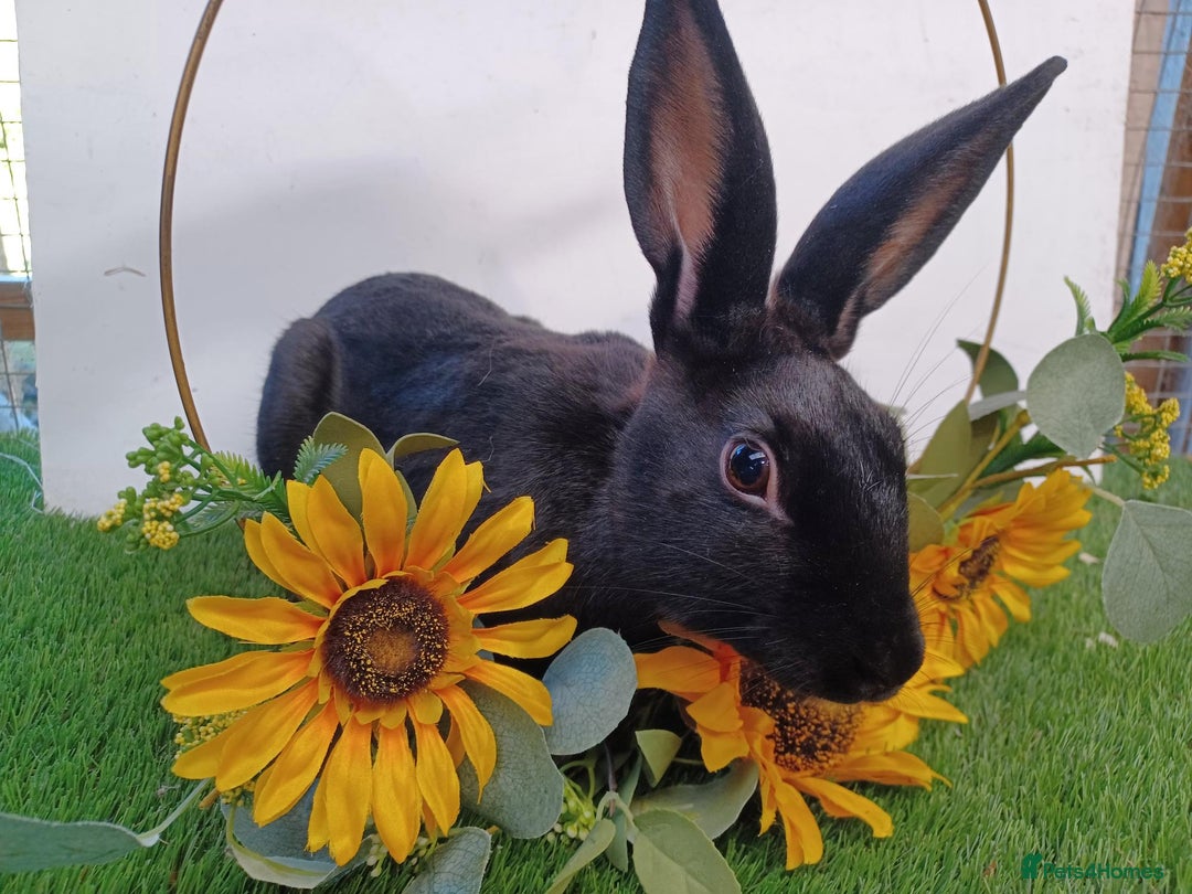 English rabbits for sale: Vaccinated purebred baby English rabbits - Image 15