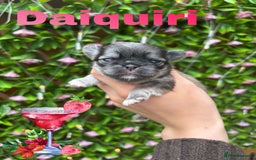 Pug dogs for sale: Kc registered pugs  - Image 7