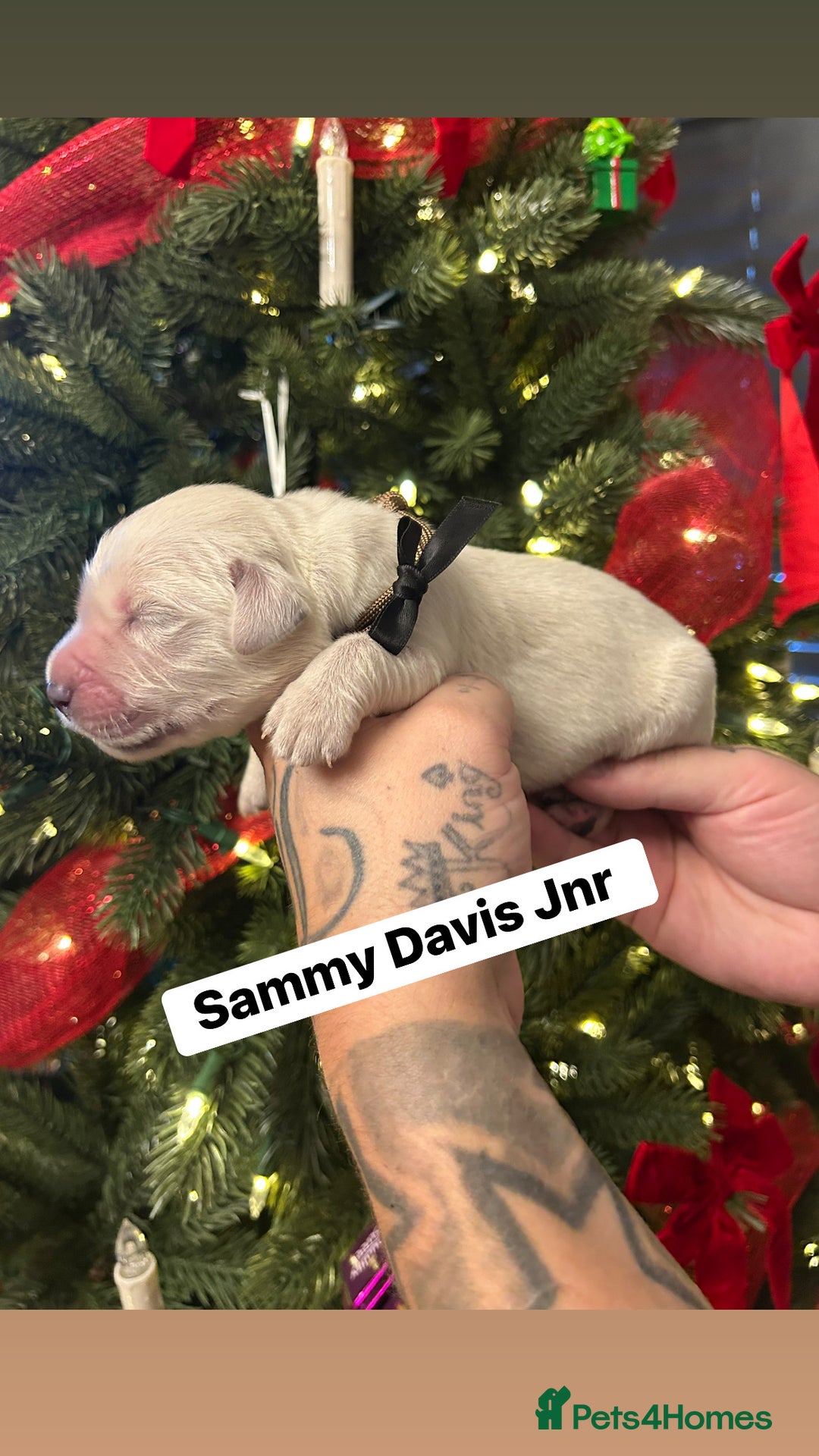 Golden Retriever dogs for sale: 6 KC REG CHUNKY GOLDEN RETRIEVER BOYS  - Advert 5