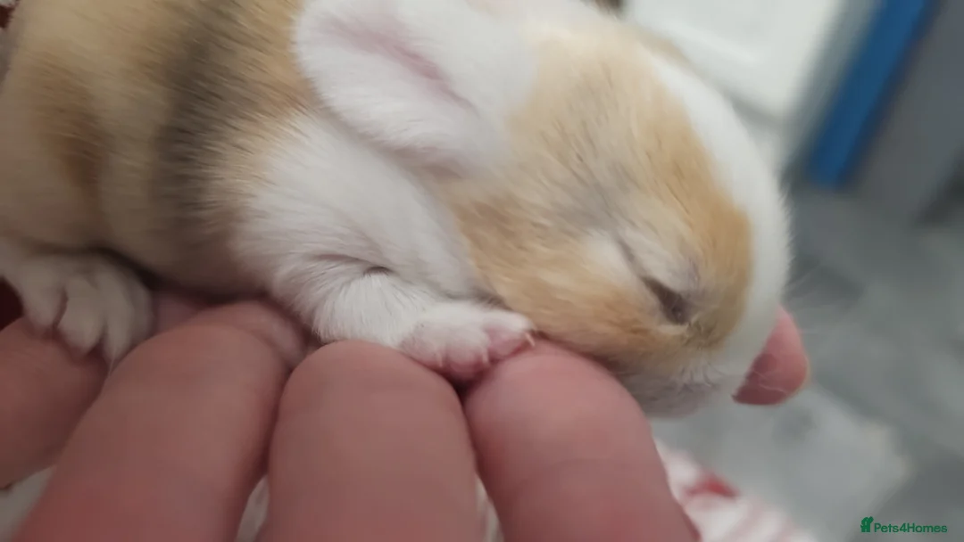 Mixed Breed rabbits for sale: 3 baby bunnies ready for their forever home - Advert 26