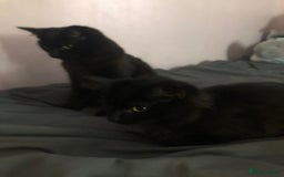 Domestic Shorthair cats for sale: 4 kittens 🐈‍⬛  - Image 1