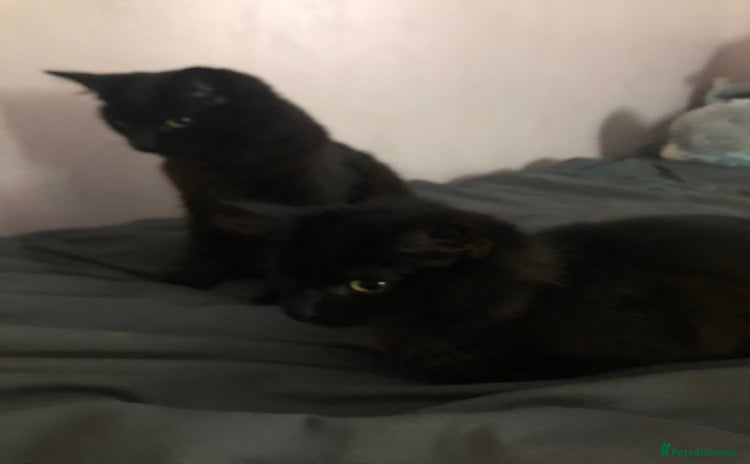 Domestic Shorthair cats - Advert 3