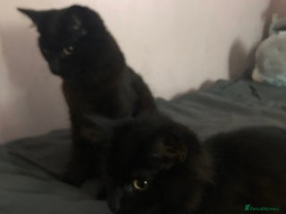 Domestic Shorthair cats - Advert 27