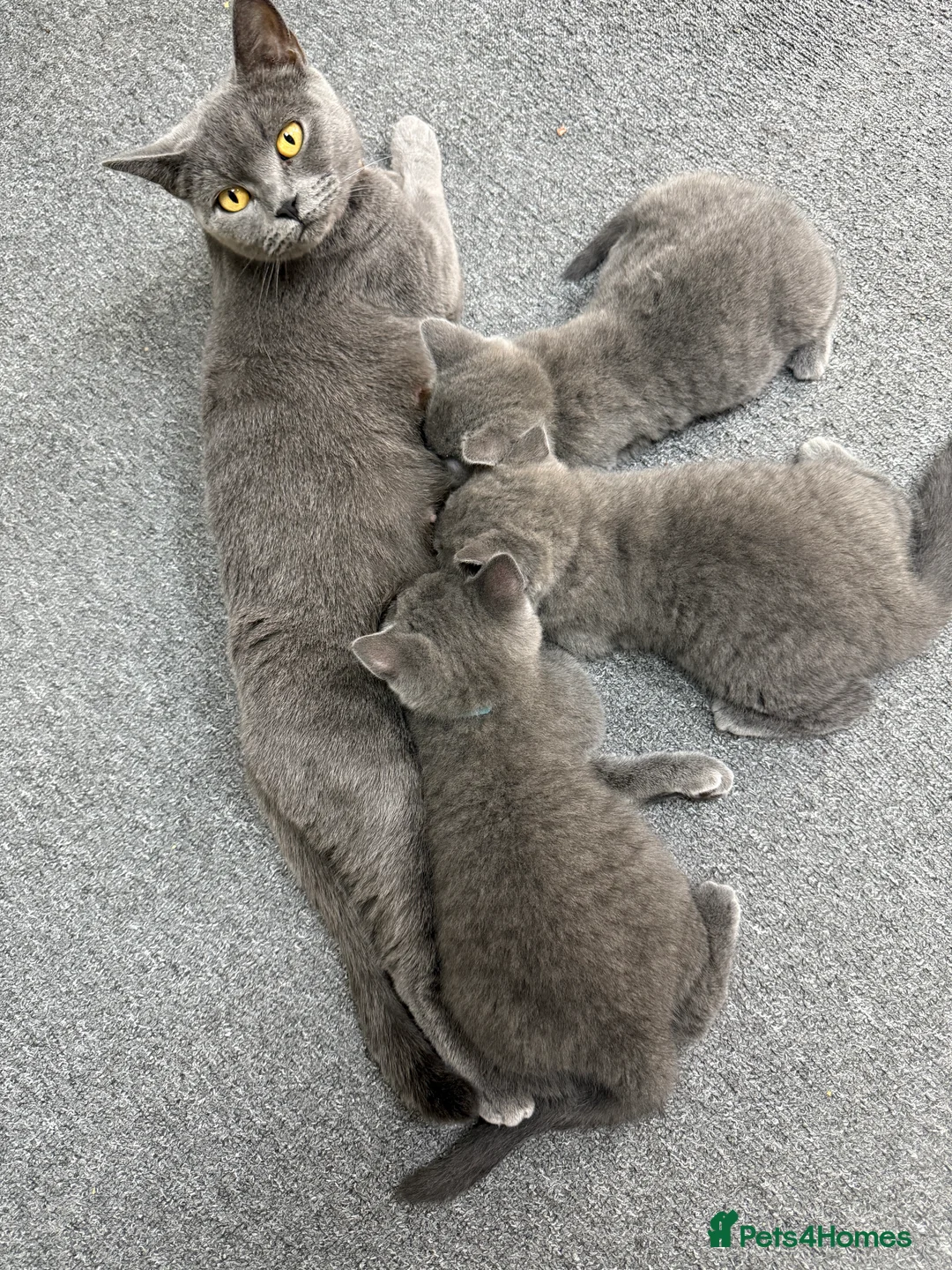 British Shorthair cats for sale: Gorgeous British Shorthair Kittens - Advert 1