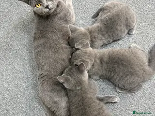 British Shorthair cats Gorgeous British Shorthair Kittens - Advert 1
