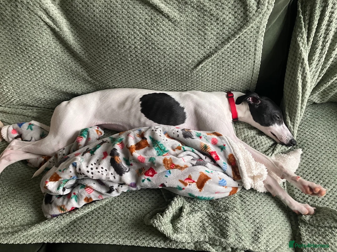 Whippet dogs for sale: Whippet puppy - 7 months - Advert 6