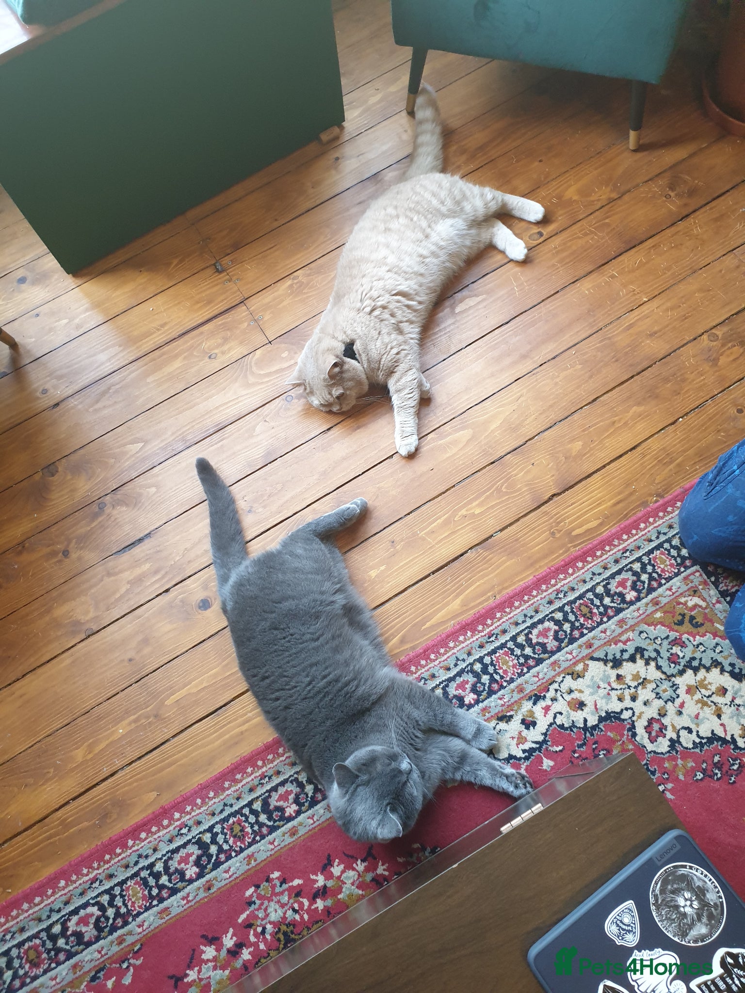 British Shorthair cats for sale: Adorable Cream British Shorthair Lad - Advert 7
