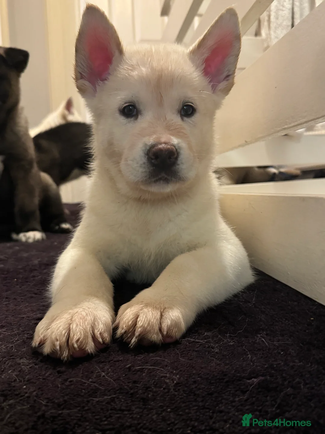 Mixed Breed dogs for sale: 7 beautiful American Akita Puppies ***5 left*** - Advert 14
